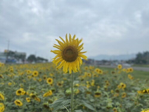 느낌가는대로 (제천- 모산 비행장, 의림지) 진행