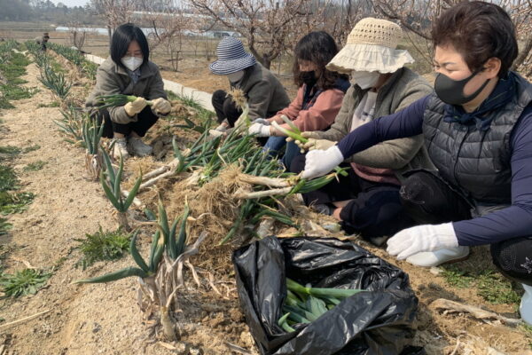 코로나-19 함께 이겨내요,“농가일손지원”봉사활동 실시
