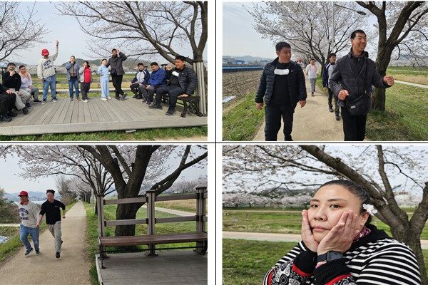 발달장애인지원팀 벚꽃놀이 산책길