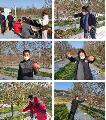 주간보호센터 사과따기 체험