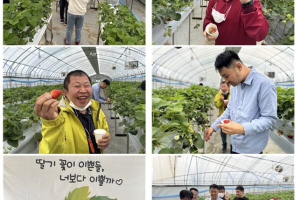 주간보호센터 딸기 농장 체험