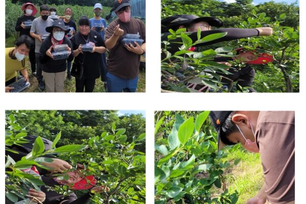 발달장애인지원팀  블루베리 체험