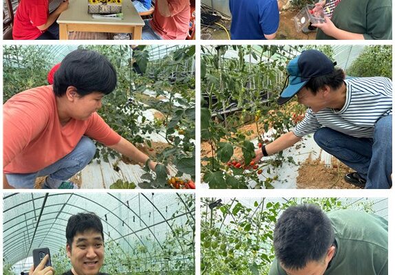 주간보호센터 방울토마토 따기 체험