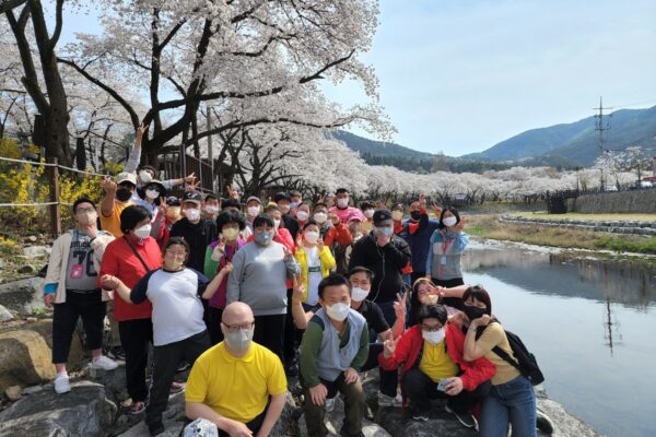 일감반 벚꽃나들이(충주 수안보 벚꽃길)