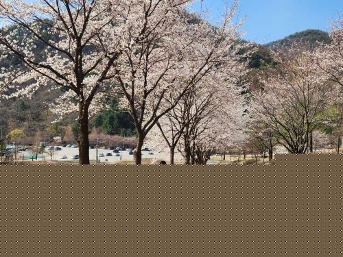 발달장애인지원팀 ' 배드민턴 교실' 진행