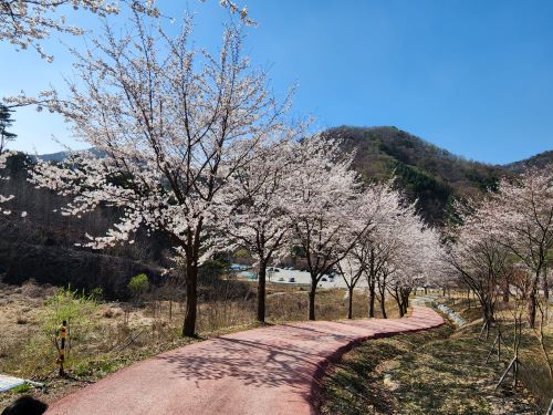 발달장애인지원팀' 사진반' 프로그램 진행